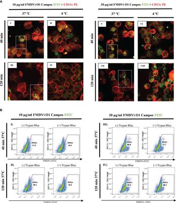 Extracellular vesicles derived from antigen-presenting cells pulsed with foot and mouth virus vaccine-antigens act as carriers of viral proteins and stimulate B cell response